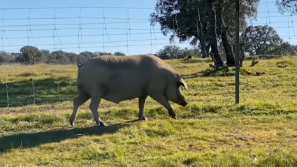 Cerdo en el campo extremeño