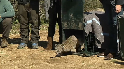 Dos linces ibéricos de Extremadura, en los Montes de Toledo