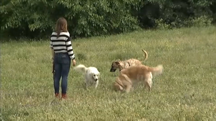 Limpieza obligatoria del orín de los perros en Cáceres