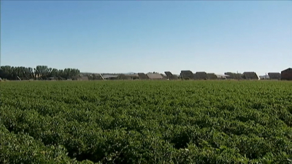 Zona cultivada con tomates.