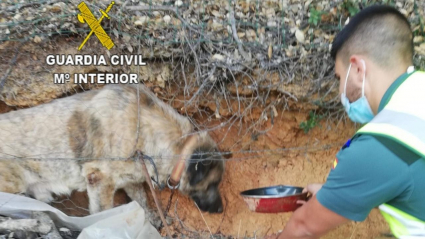 Mastín rescatado por la Guardia Civil