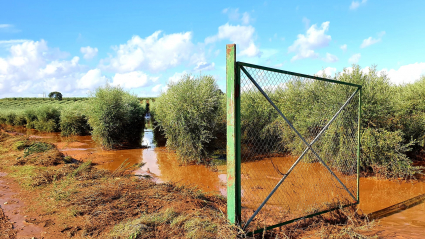 Olivar inundado en Guadajira