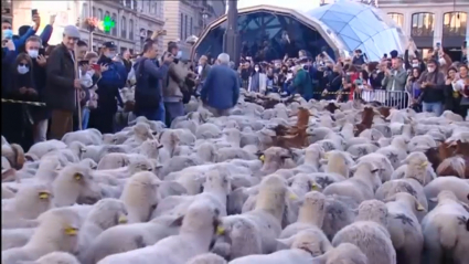 Fiesta de la trashumancia en Madrid