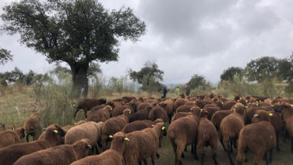 Ovejas pastoreadas en la Cañada Real