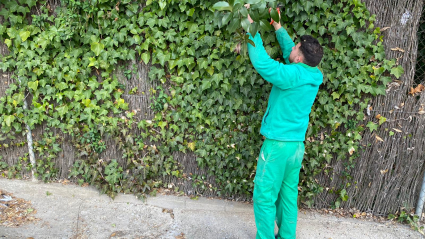 Un trabajador, podando en Marina Isla de Valdecañas