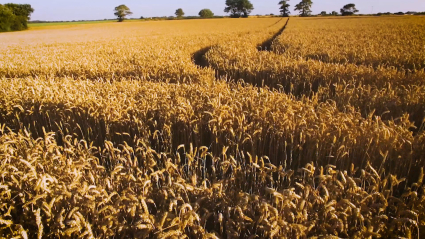 campo de cereales