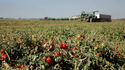 Finca con tomateras