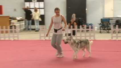 Expositora y su husky siberiano durante el concurso de belleza de perros nórdicos