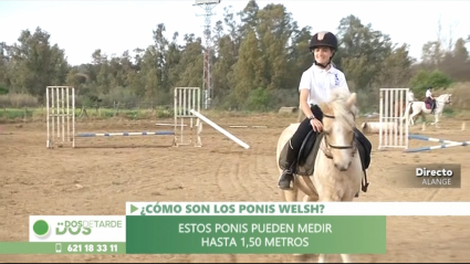 poni welsh dos de tarde