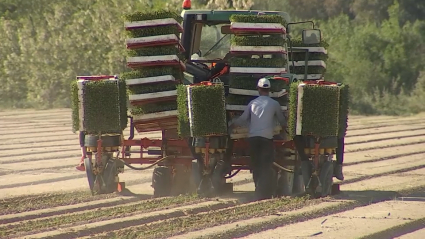 Las plantaciones de tomate ya han comenzado