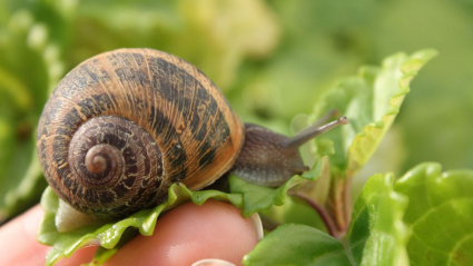 caracol de jardín