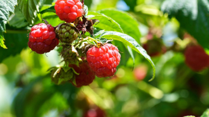 frutos rojos en Torreorgaz