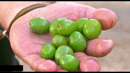 aceitunas los criado Almendralejo