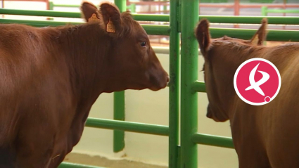 Canal Extremadura despliega sus equipos en Zafra para contar en directo su Feria Internacional Ganadera