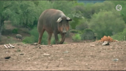 cerdo ibérico en la dehesa