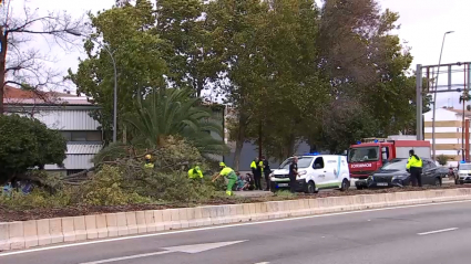 Caída de un árbol en Mérida