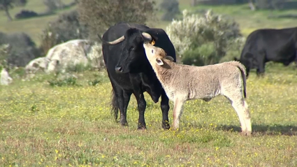 ¿Carne artificial o de animal?