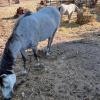 La Asociación Brego Ciudad Animal, de Villanueva de la Vera