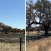 Incendios provocados en la provincia de Badajoz