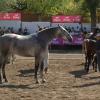 Feria de Zafra