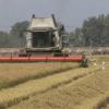 Producción de arroz en Extremadura