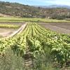 Plantación de tabaco en Extremadura