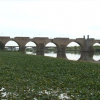 Camalote sobre el río Guadiana a su paso por Badajo, con el Puente de Palmas al fondo.