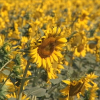 Plantación de girasoles en Extremadura.