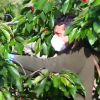Agricultor recogiendo cerezas durante la campaña
