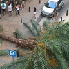 Palmera caída en Mérida