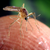 Imagen del tipo de mosquito que transmite el virus del Nilo