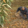 Agricultor recogiendo castañas en el inicio de la campaña en la provincia de Cáceres