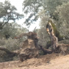 Encinas que tiró el viento en Higuera de Vargas