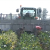 Agricultores cosechando.