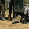 Dos linces ibéricos de Extremadura, en los Montes de Toledo