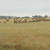 Ovejas en Navalvillar de Pela