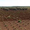 Viña y olivar en Tierra de Barros