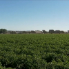 Zona cultivada con tomates.