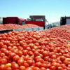 VIDI CAMION TOMATE CAMPAÑA