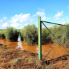 Olivar inundado en Guadajira