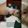 Un perro sufre un ataque tras una traca de petardos