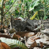 Selva, lince visto en Esparragosa de Lares