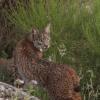 Uno de los linces que han paseado por Proserpina