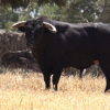 Imagen de un toro en una finca de Extremadura