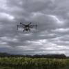 Dron sobre una plantación de tabaco