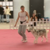 Expositora y su husky siberiano durante el concurso de belleza de perros nórdicos