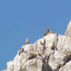 Varios buitres posados en una cresta en Monfragüe
