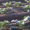 Plantación de brócoli