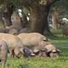 Cerdos ibéricos comiendo bellotas en Segura de León