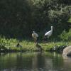 Malpartida de Cáceres rinde tributo a las aves de nuestros cielos